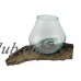 Glass On Teak Driftwood Molten Sculptural Bowl/Plant Terrarium   